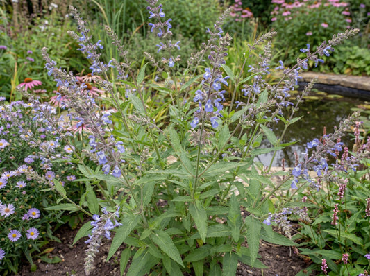 Bog Sage
