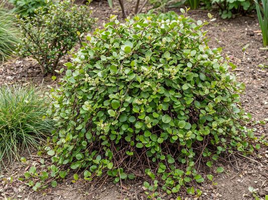 Big Leaf Creeping Wire Vine