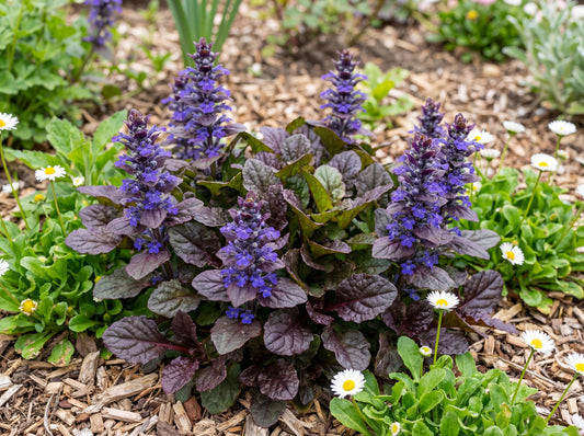 Black Scallop Ajuga