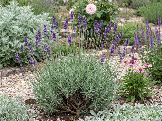 Munstead English Lavender