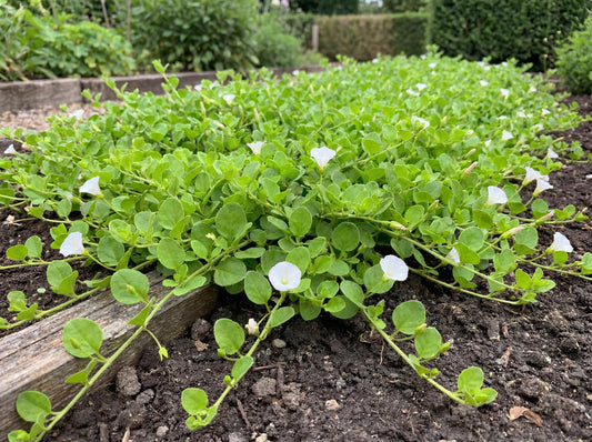 White Floral African Morning Glory Falkia