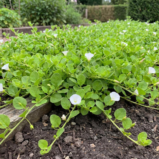 White Floral African Morning Glory Falkia