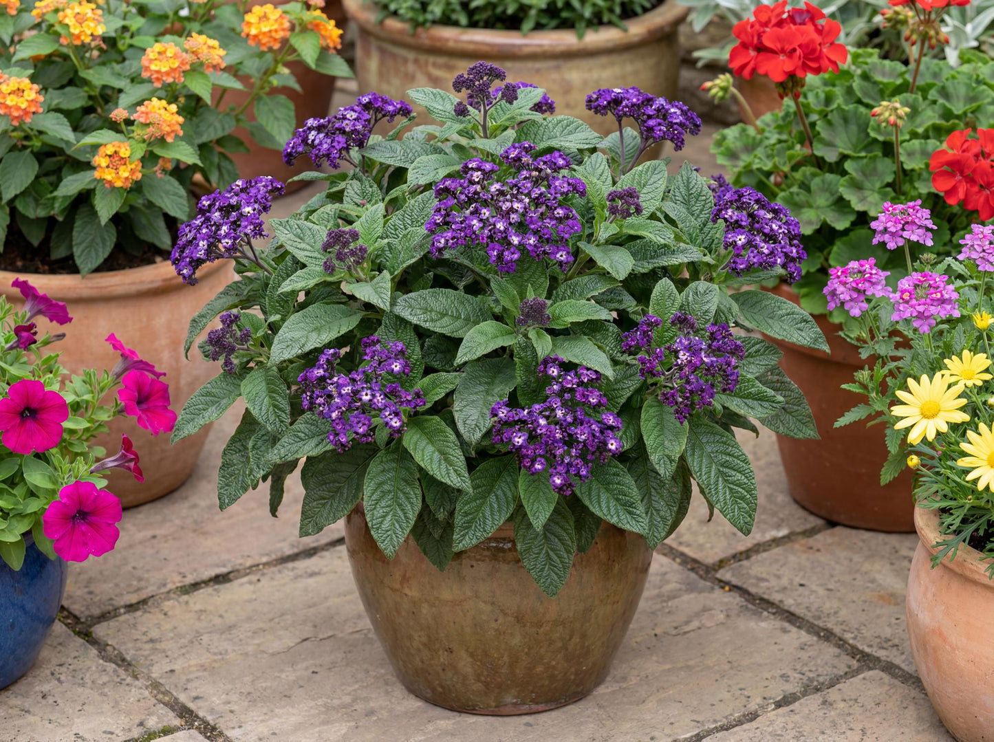 Midnight Sky Heliotrope