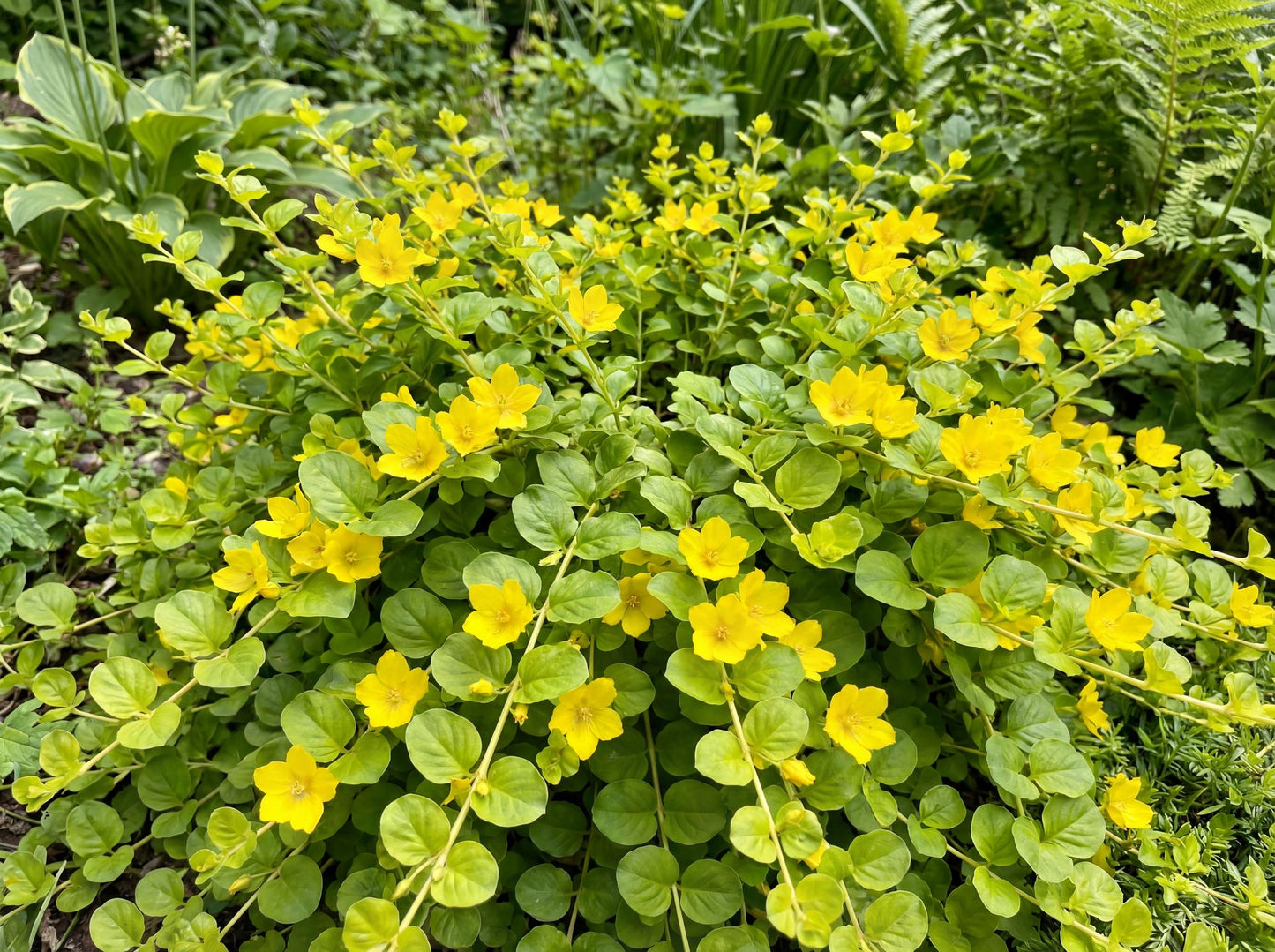 Green Moneywort Creeping Jenny