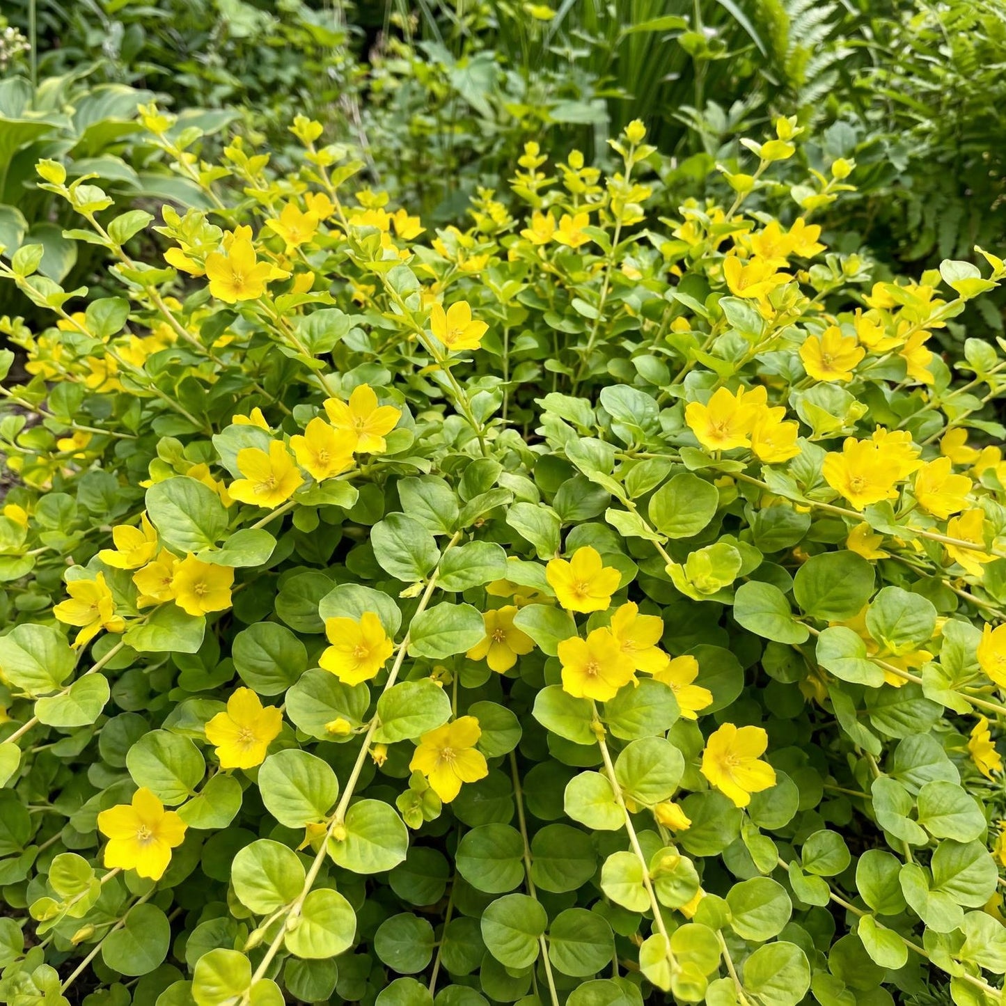 Green Moneywort Creeping Jenny