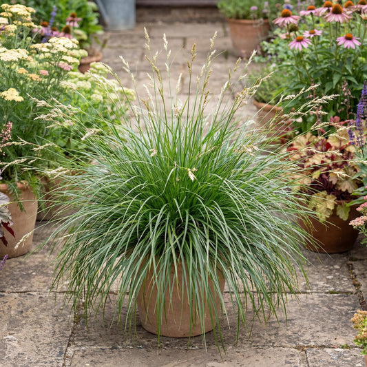 Pomona Carex