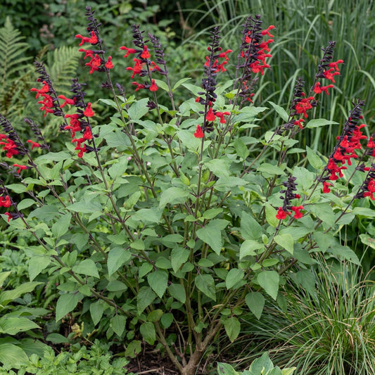 Royal Bumble Salvia