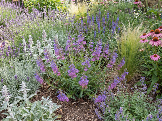 Catherine de la Mare Penstemon
