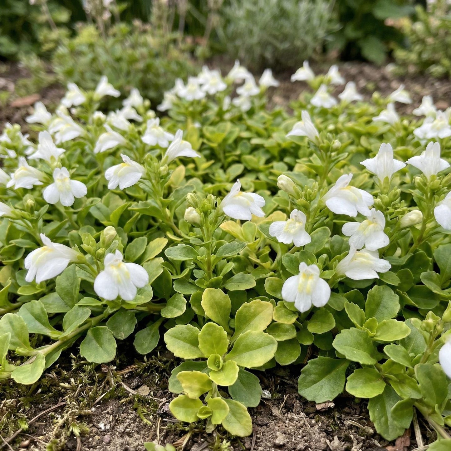 Albus Cupflower in a 4-inch pot, tiny white flowers with yellow-spotted lips on a fast-spreading low mat