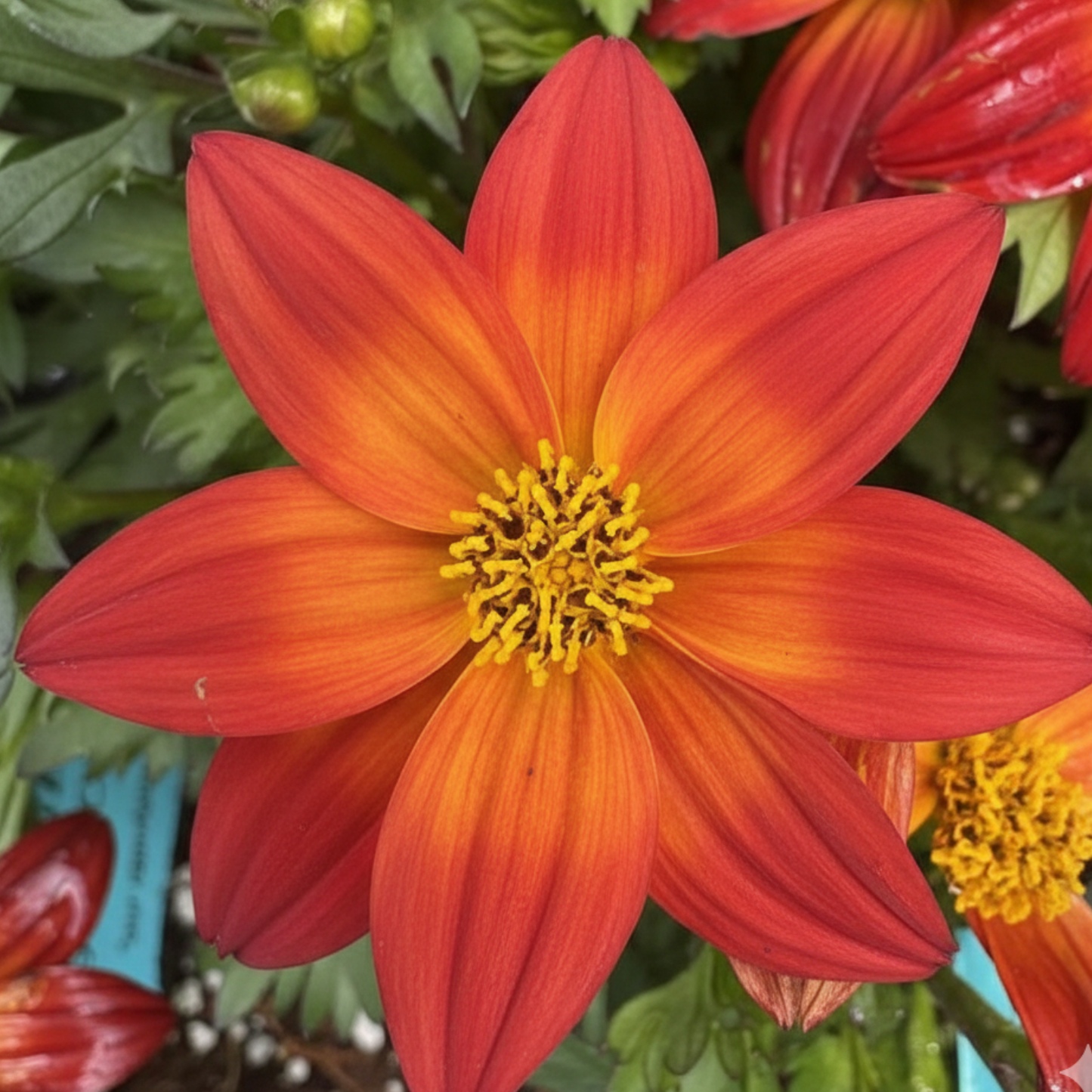 Smile Dark Red Bidens