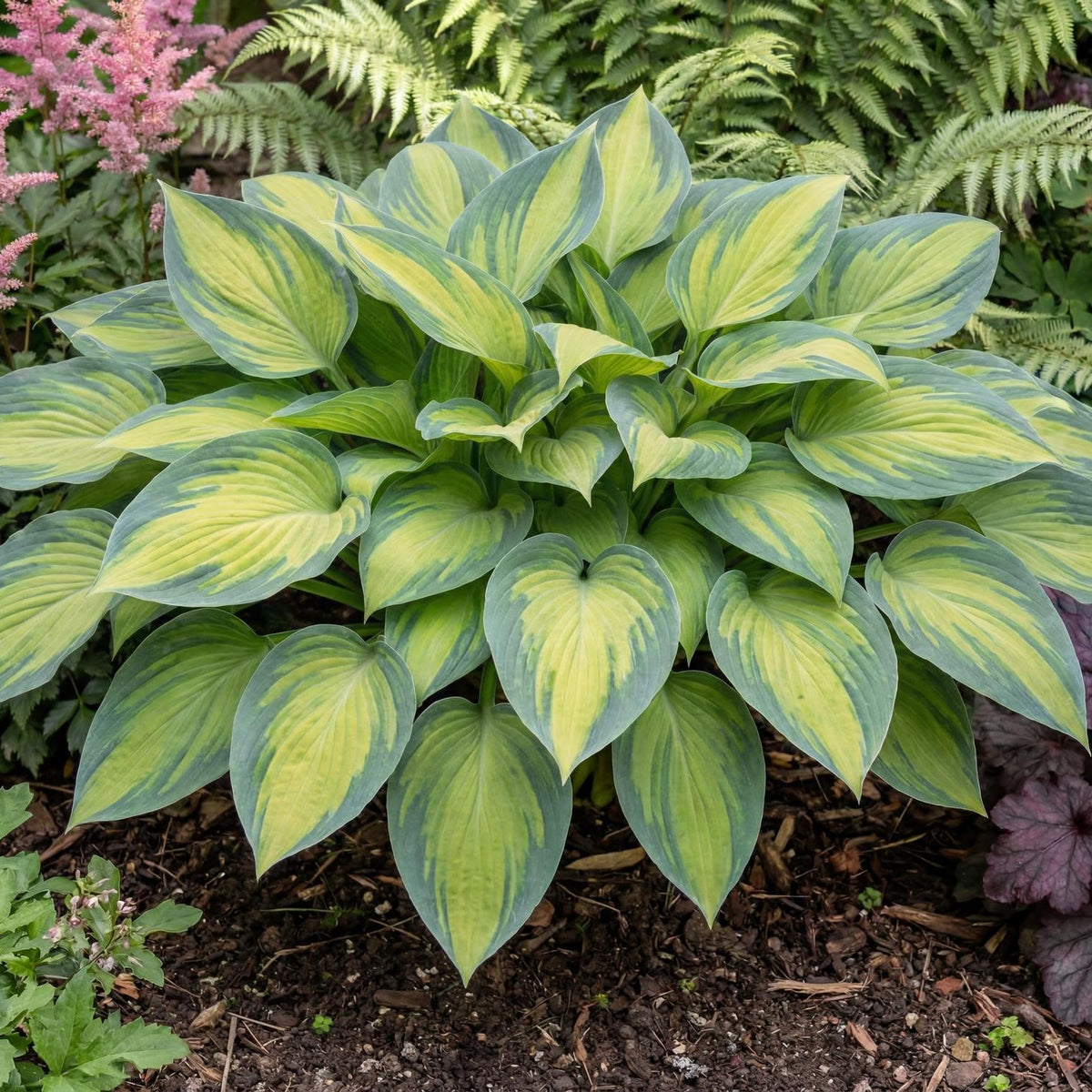 June Hosta