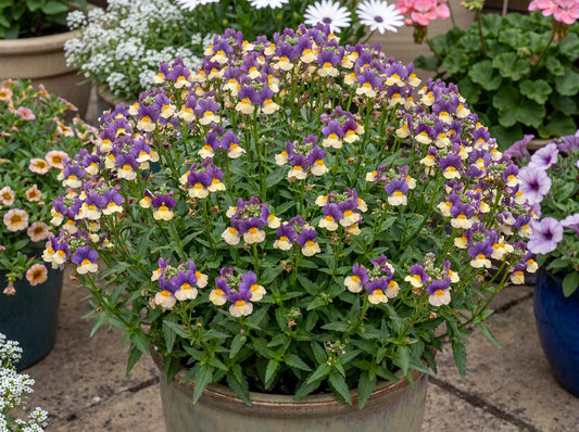 Blueberry Custard Escential Nemesia