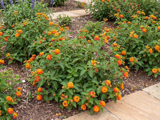 Compact Orange Fire Gem Lantana