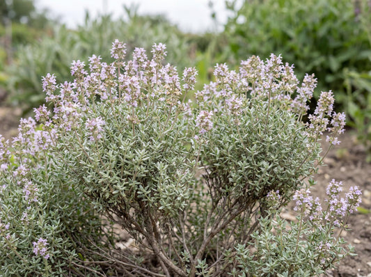 Pizza Thyme