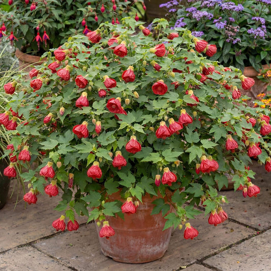 Lucky Lantern Red Abutilon