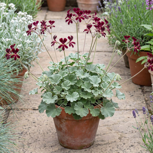Sidoides Geranium