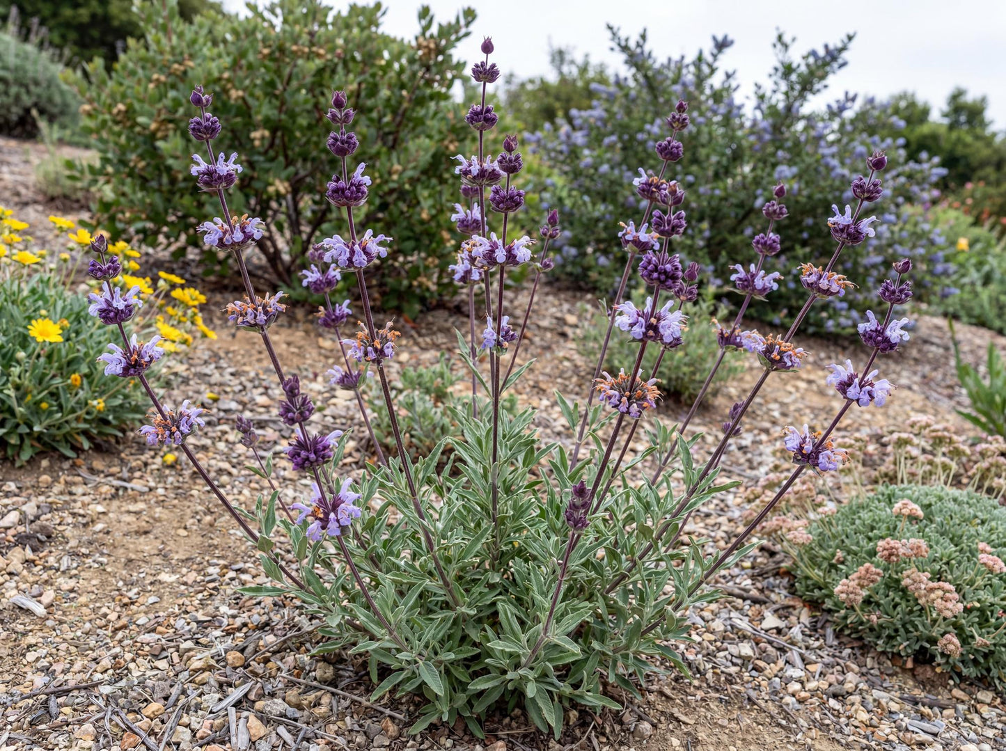 Pozo Blue Sage