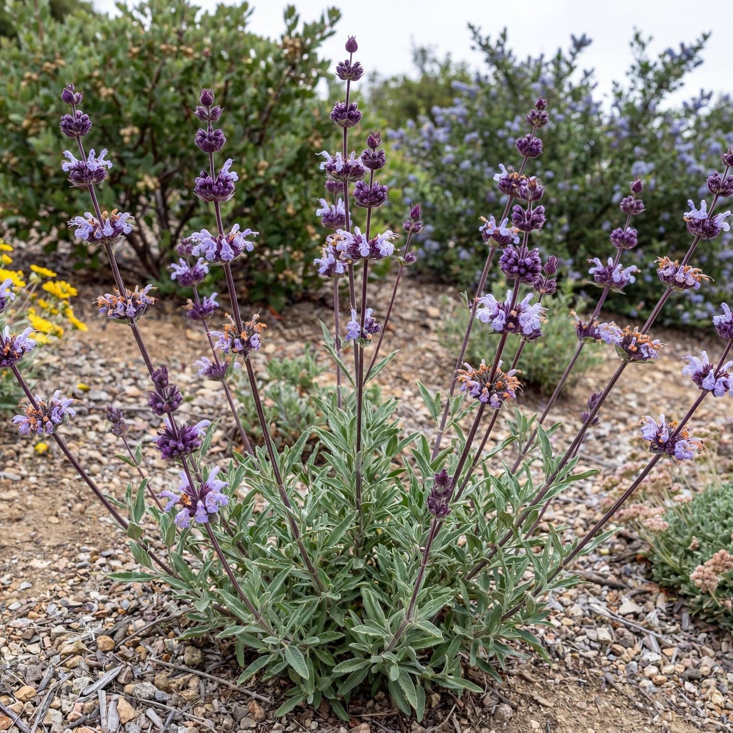Pozo Blue Sage