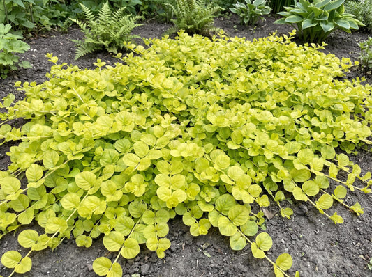 Golden Creeping Jenny