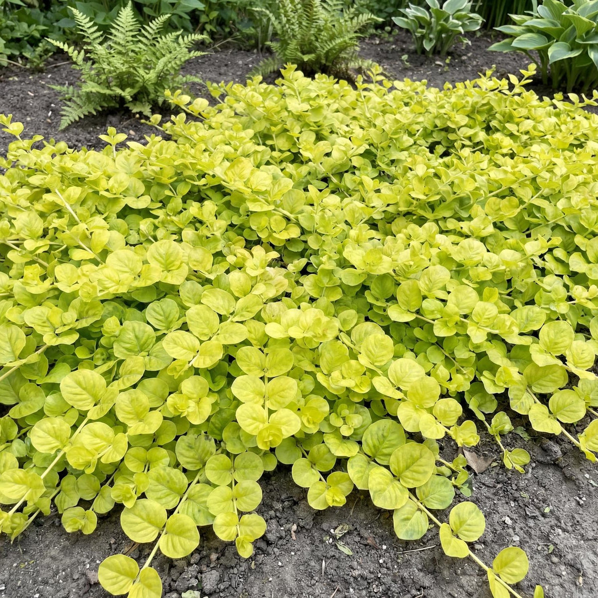 Golden Creeping Jenny