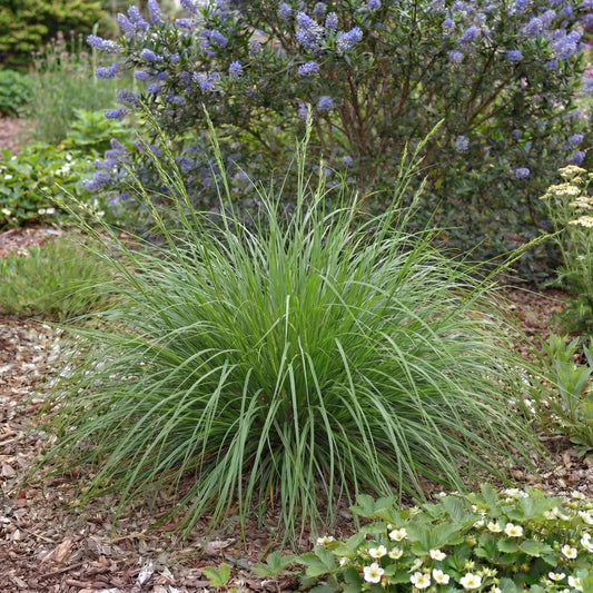 Tumulicola Carex