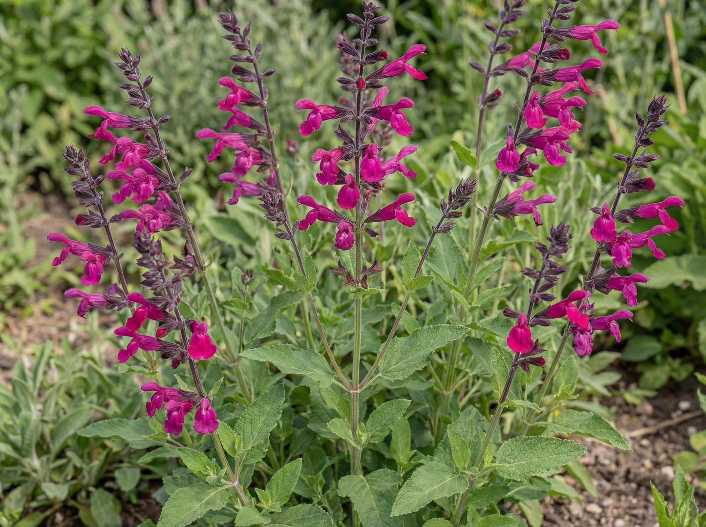Amante Salvia