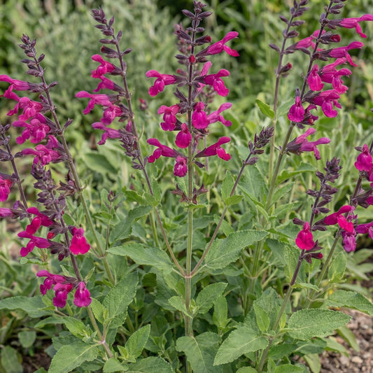 Amante Salvia