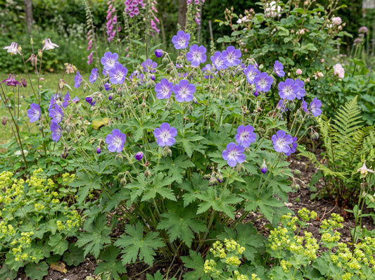 Amy Doncaster Wood Cranesbill