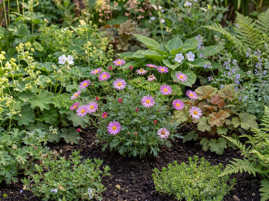 Fresco Candy Pink Swan River Daisy