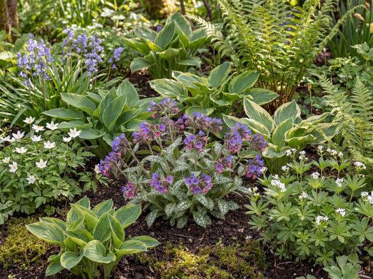 Majeste Lungwort