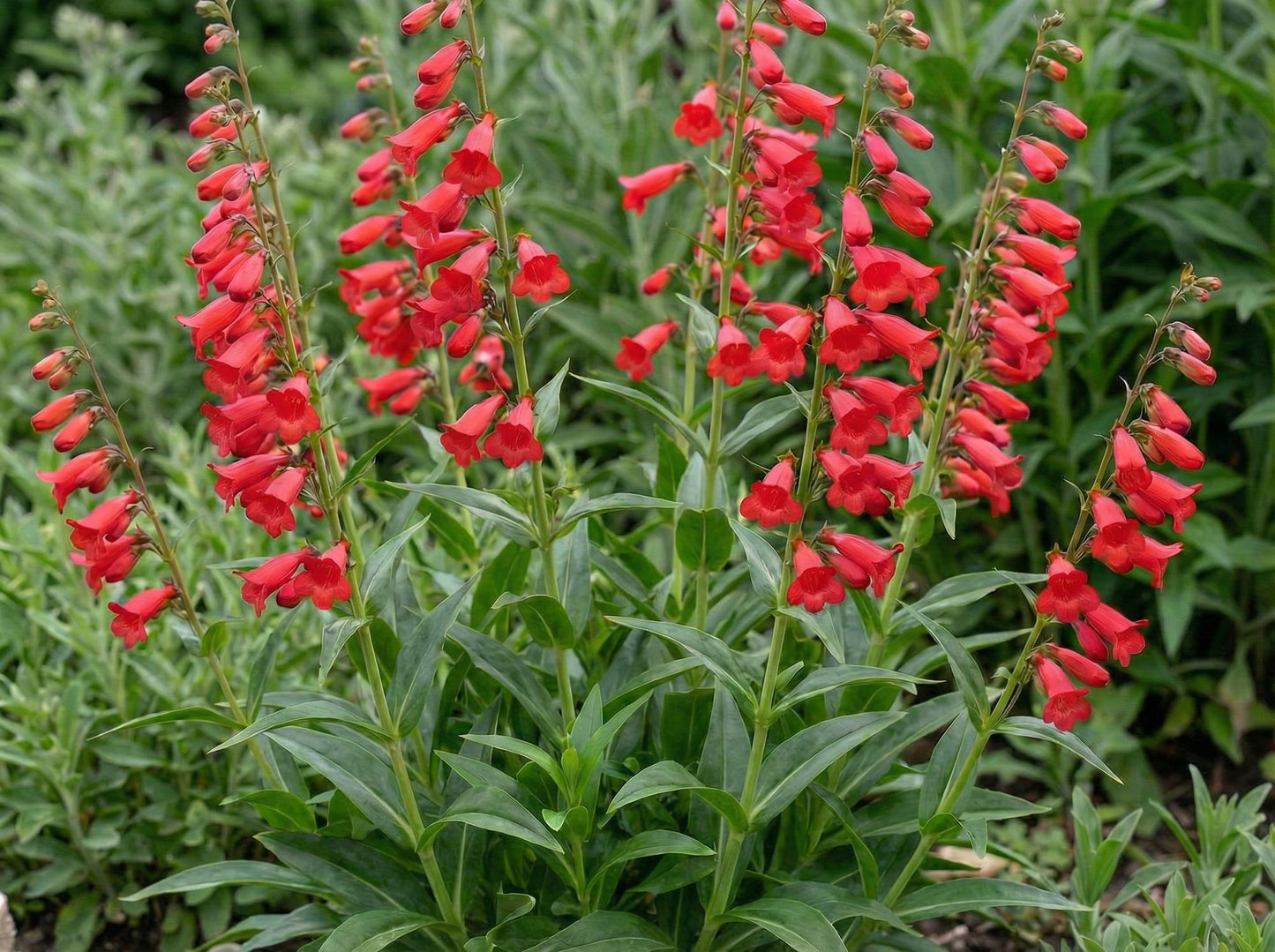 Firebird Penstemon