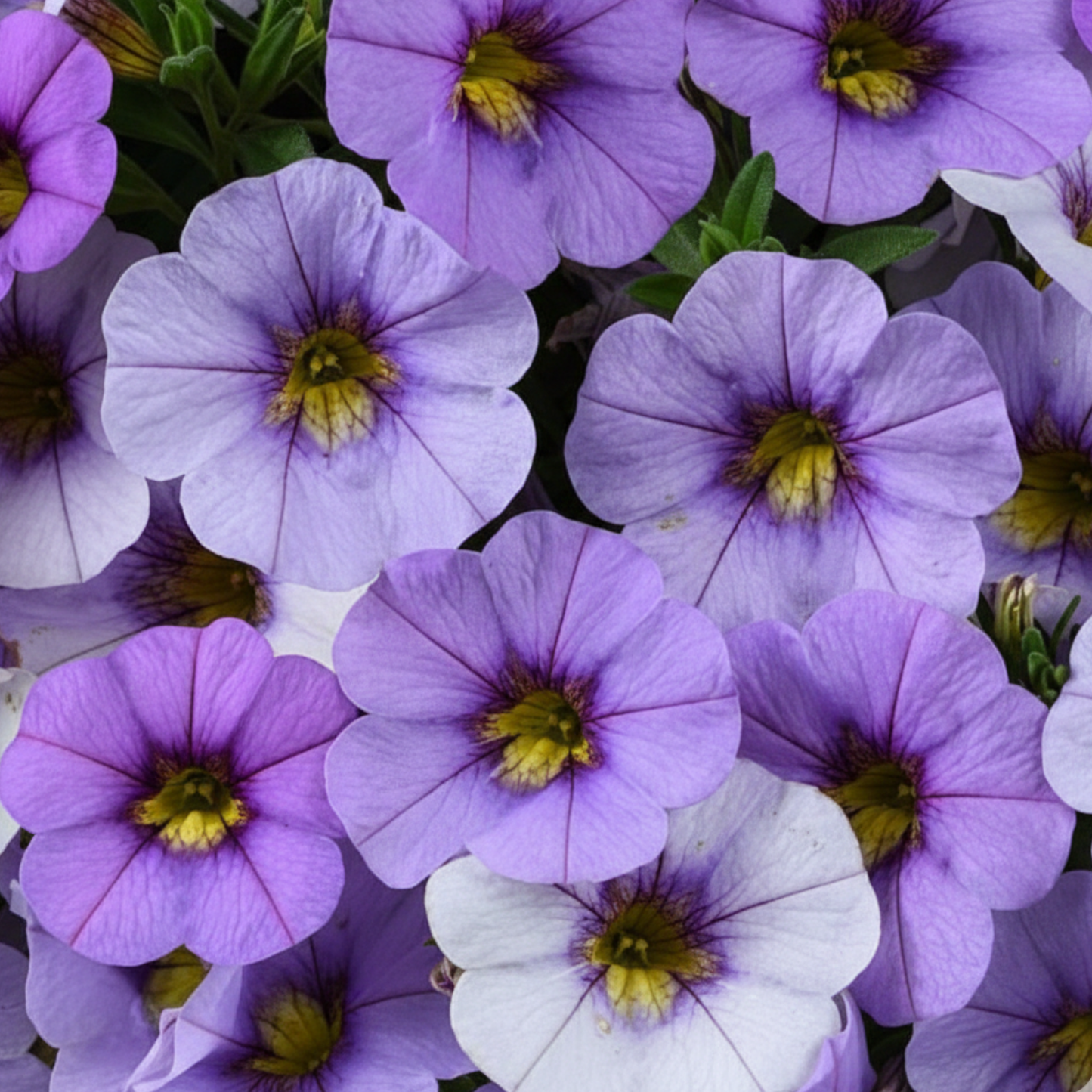 Blue Ombre Calibrachoa