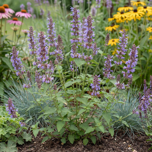 Sunrise Blue Agastache