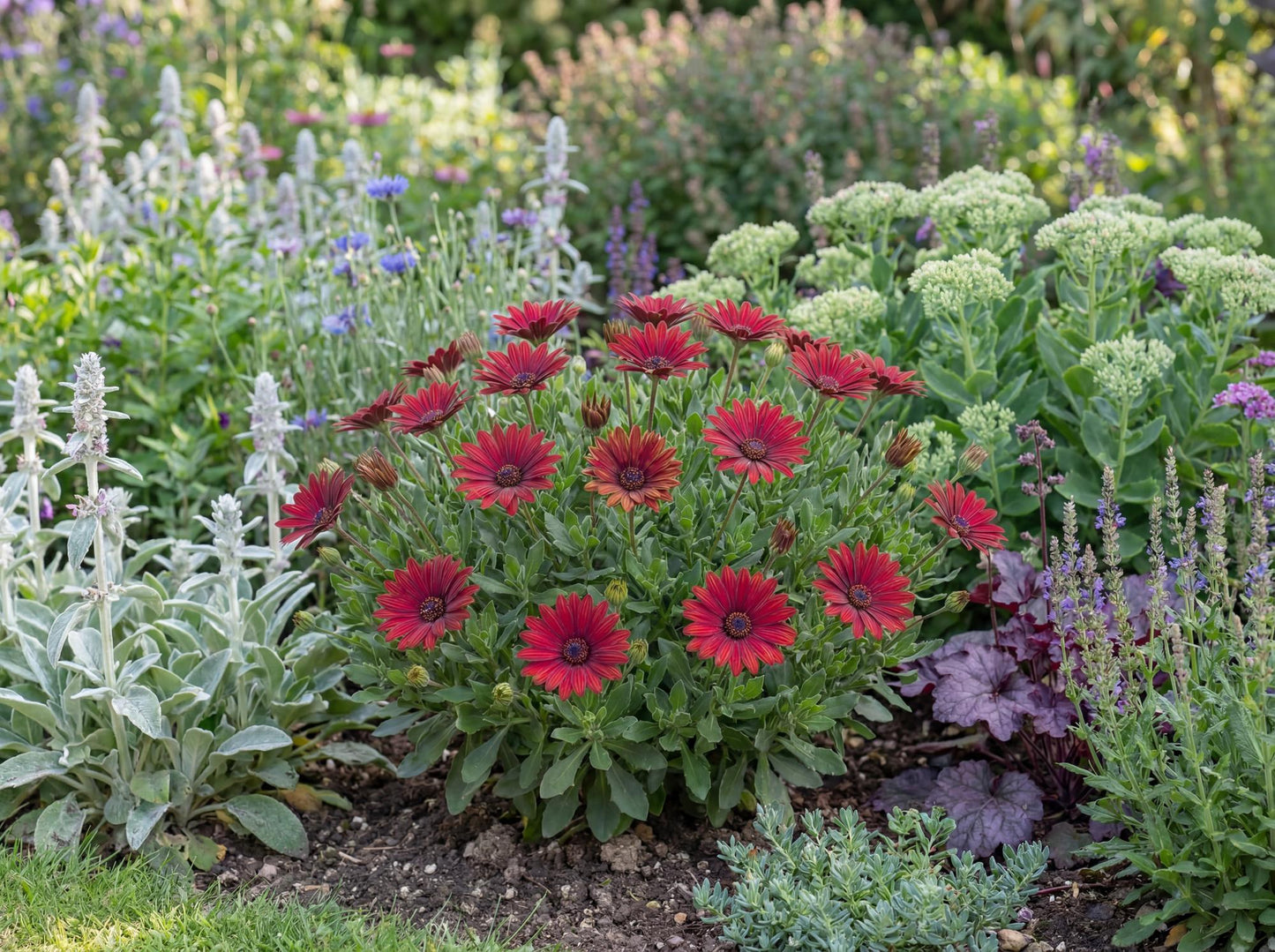 Cranberry Gelato African Daisy