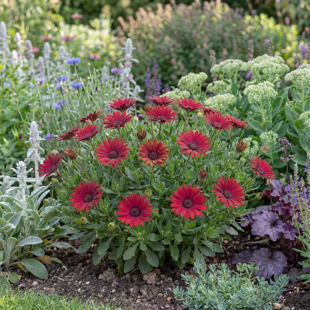 Cranberry Gelato African Daisy