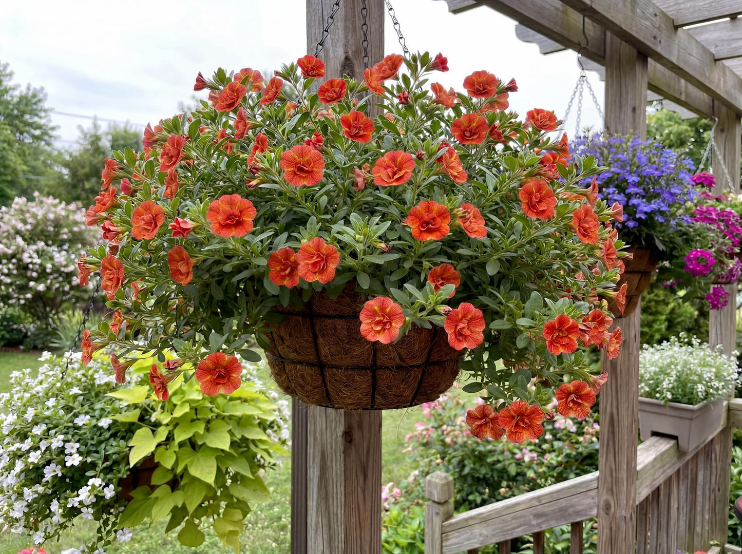 Double Orange MiniFamous Uno Calibrachoa