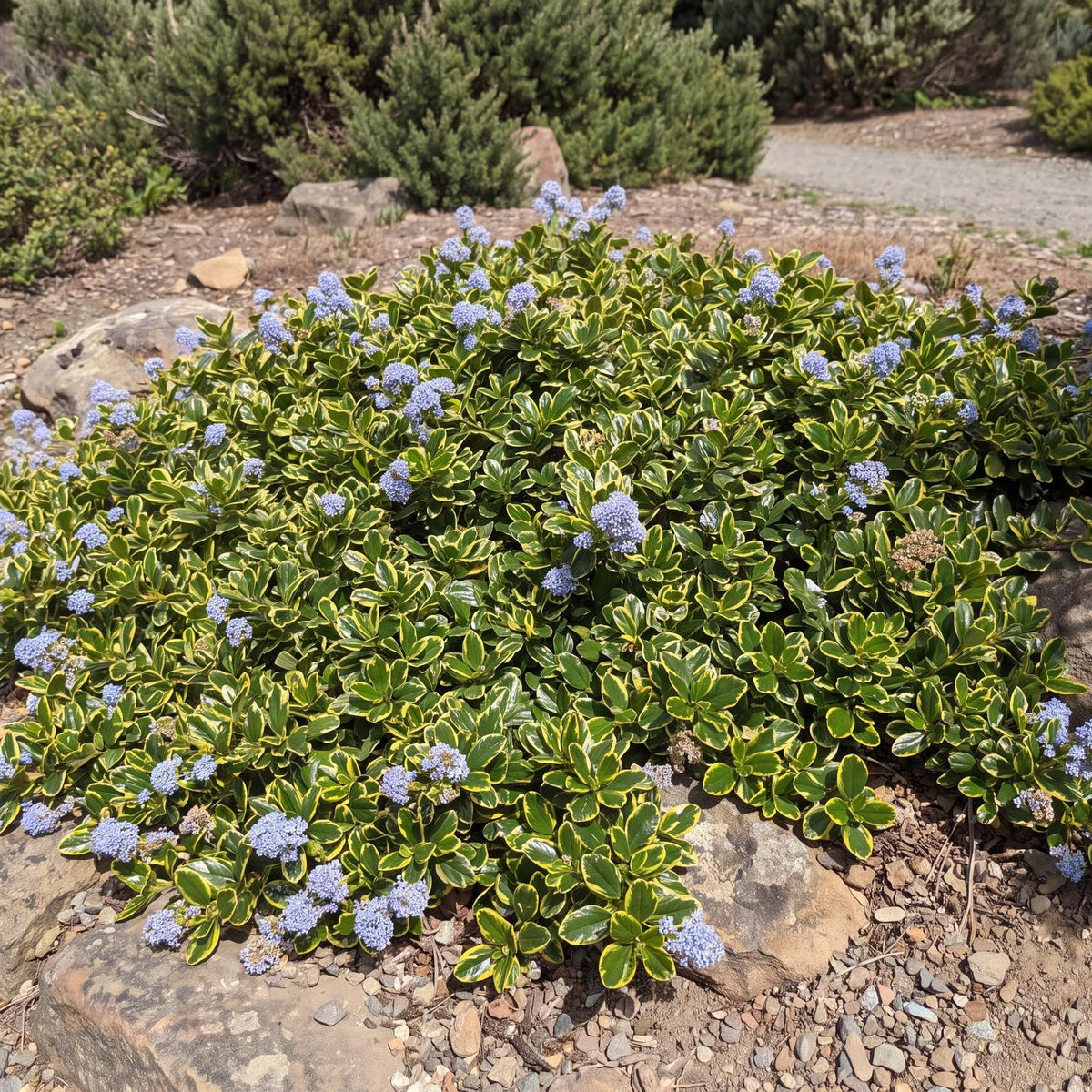 Emerisa's Gem Carmel Creeper, Ceanothus, in a 4-inch pot with glossy green leaves edged in yellow, spreading low