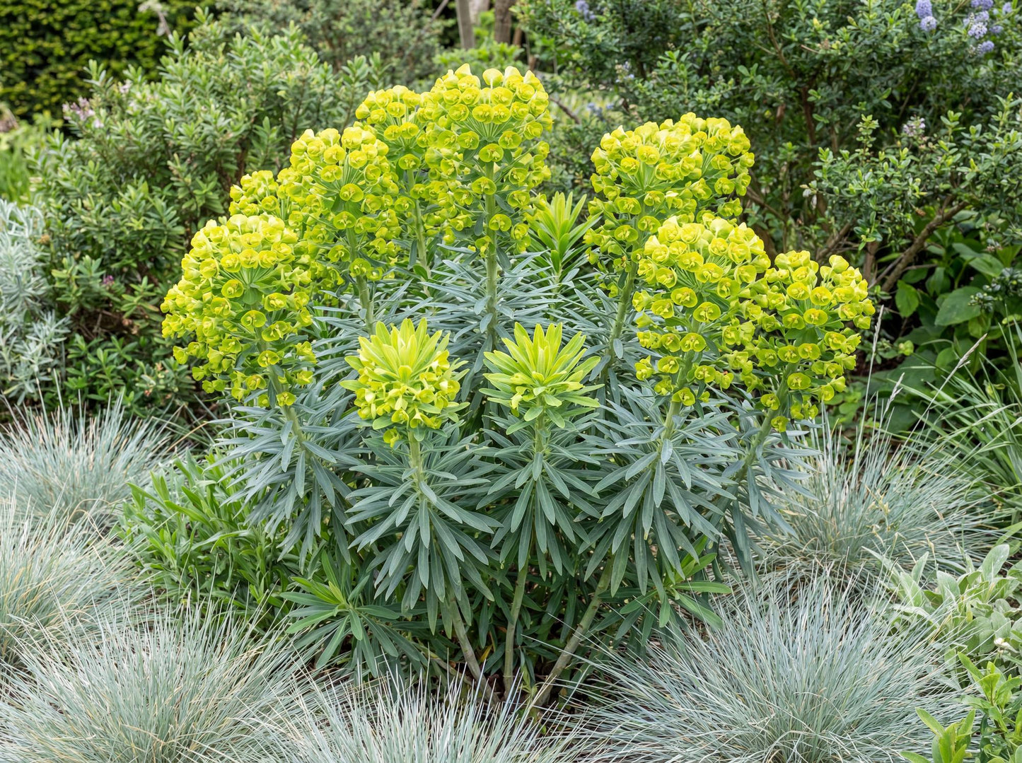 Mediterranean Euphorbia