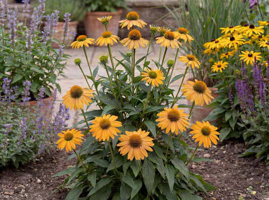 Guatemala Gold Coneflower