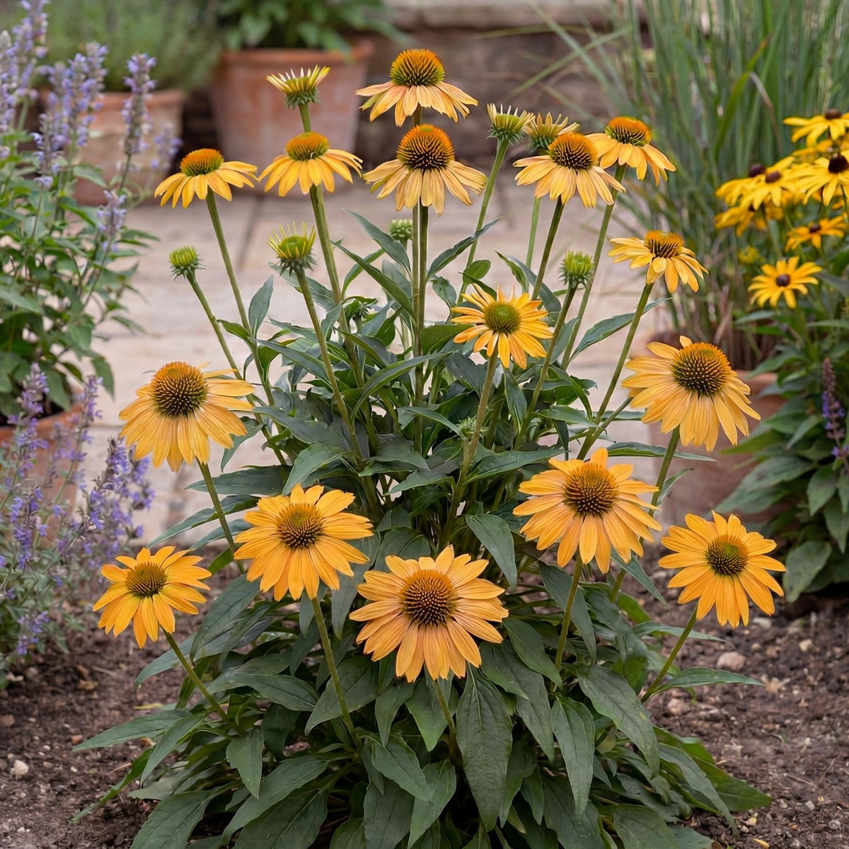 Guatemala Gold Coneflower