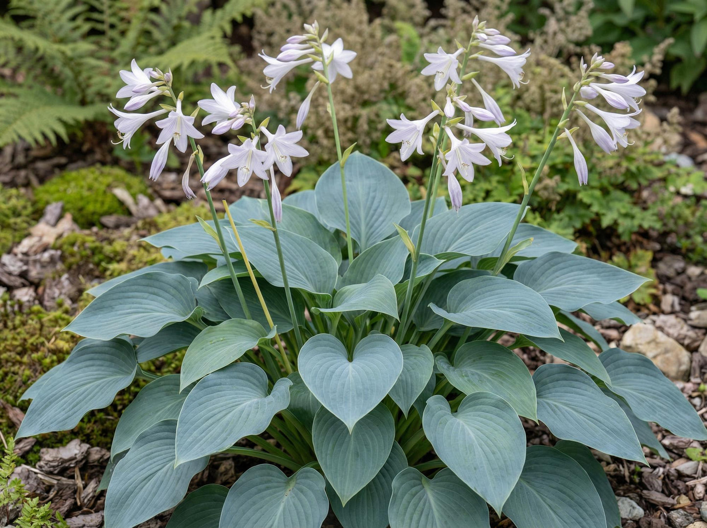 Fragrant Blue Hosta