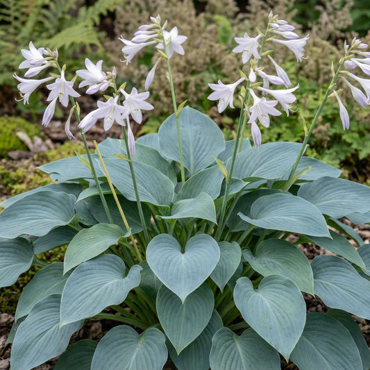 Fragrant Blue Hosta
