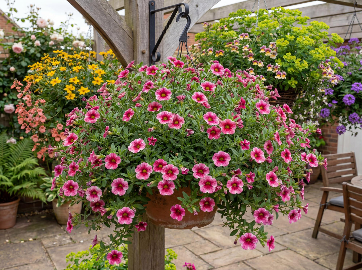 Colibri Cherry Lace Calibrachoa