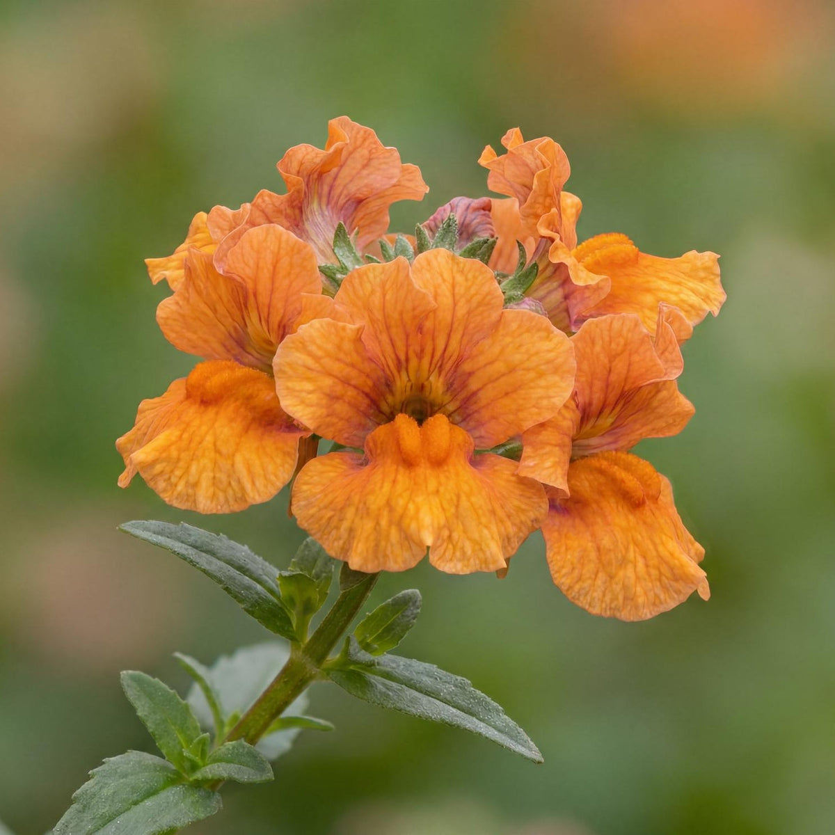 Orange Mai Tai Mimulus