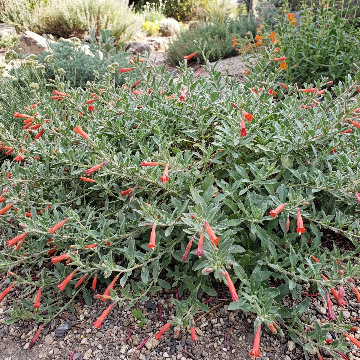 Everett's Choice California Fuchsia in a 4-inch pot, with silvery gray-green foliage and scarlet-orange tubular flowers