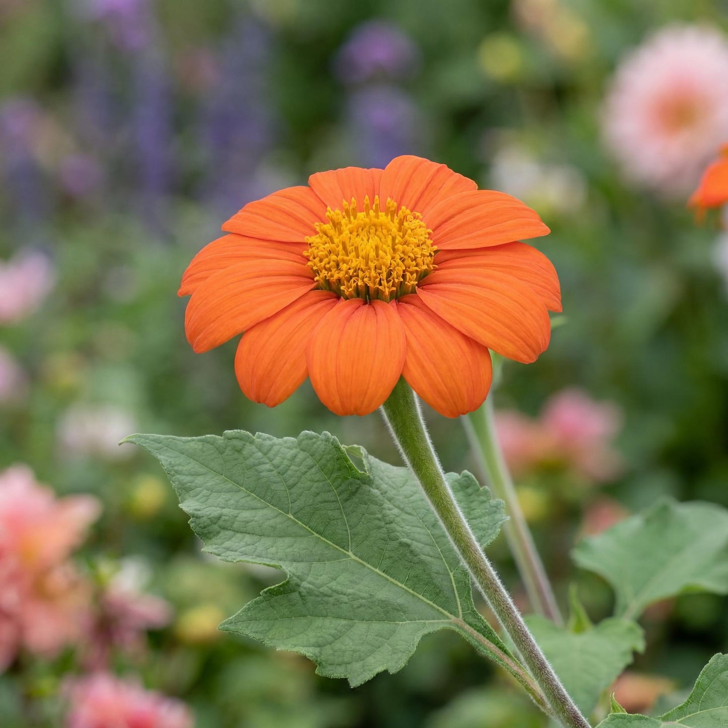 Mexican Sunflower