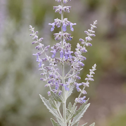 Little Spire Perovskia