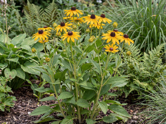 Goldsturm Black-Eyed Susan