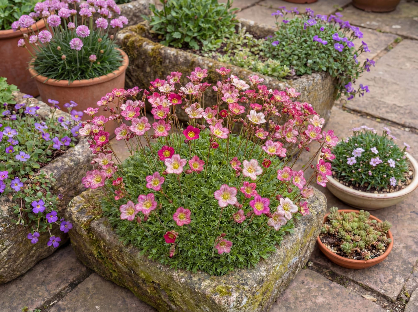 So Saxy Rose Saxifrage
