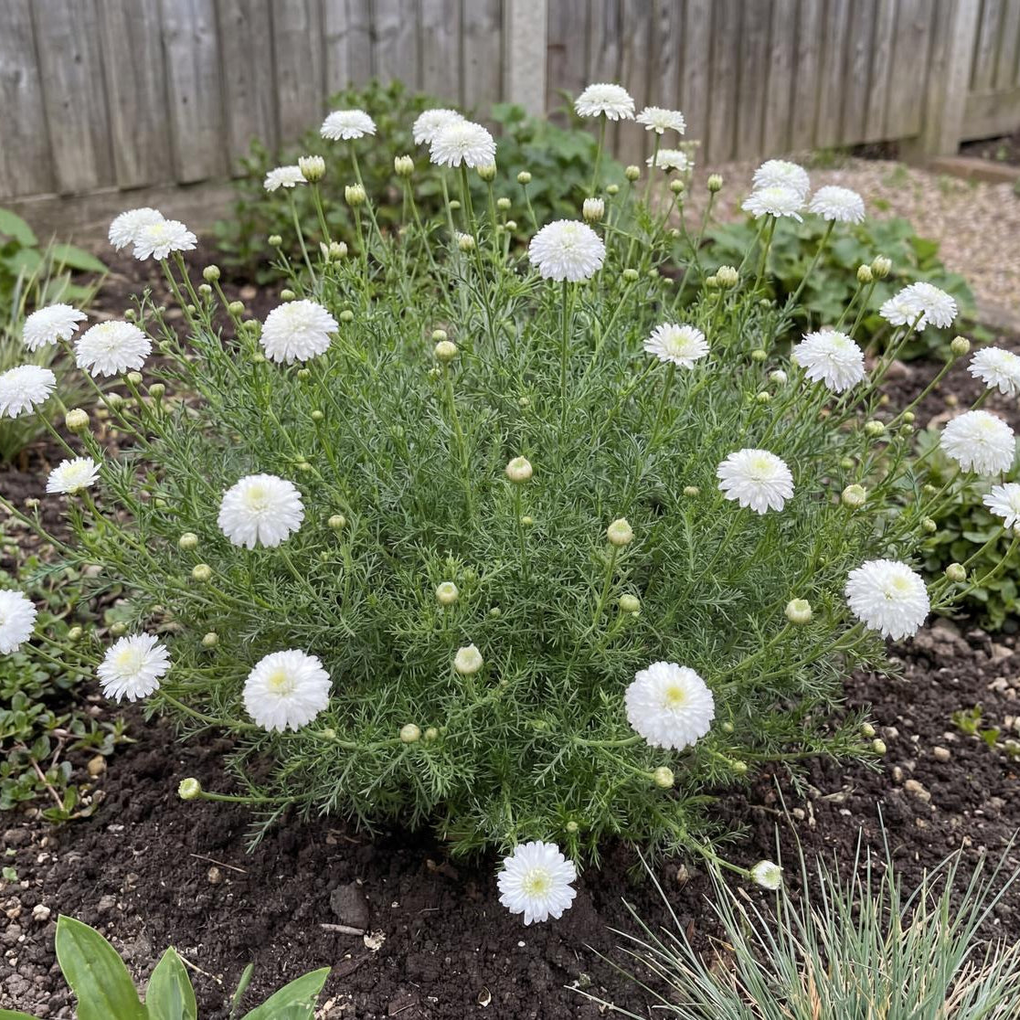 Flore Pleno Chamomile stays 6 to 12 inches high, a flat spreading ground cover for path edges
